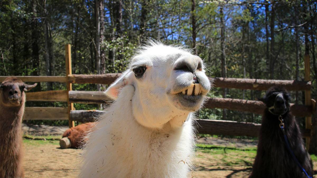Close up photo of a llama smiling with other llamas in the background as park of the Smoky Mountains llama Trek in Gatlinburg, Tennessee, USA